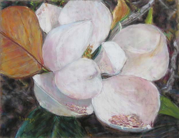 Magnolia